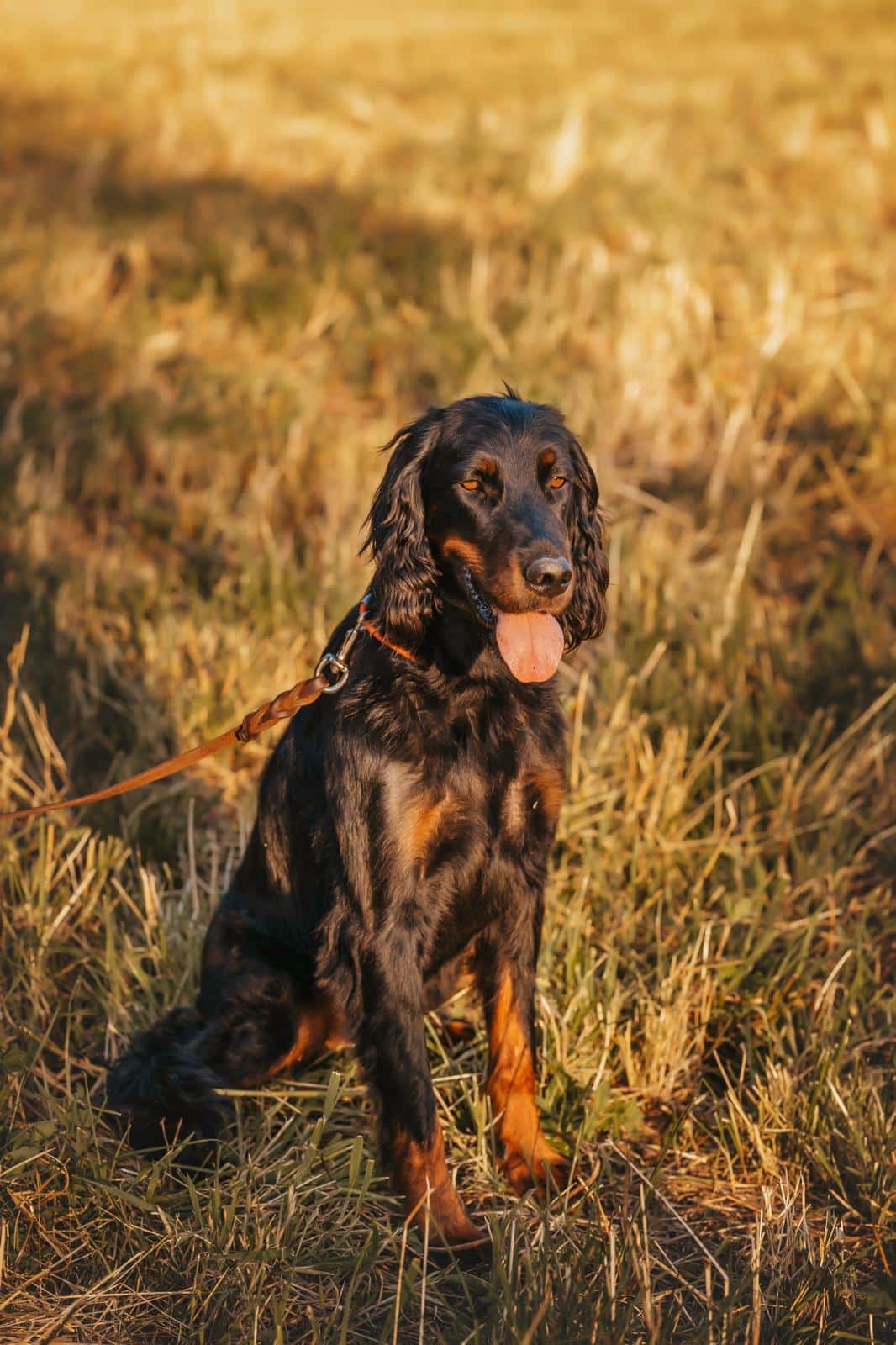 Contacts canins en laisse : bonne ou mauvaise idée ?​