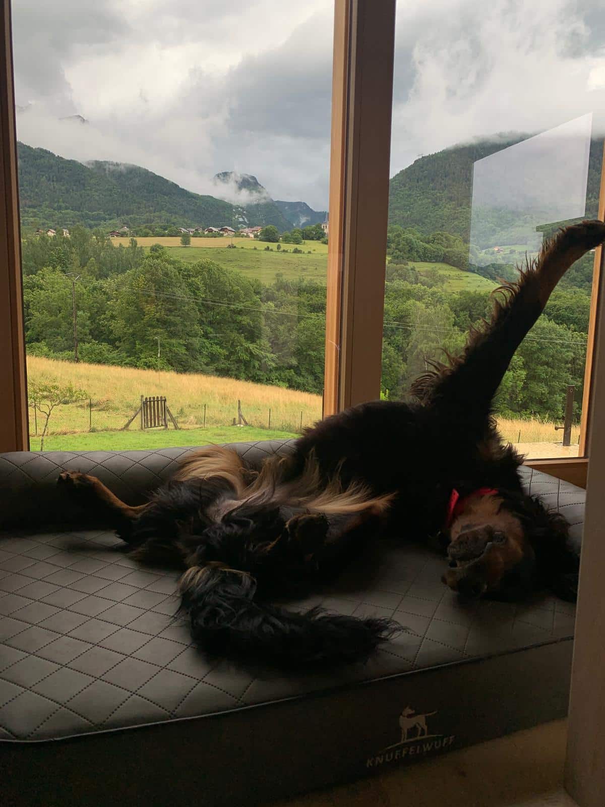 L’importance du repos dans l’entrainement canin