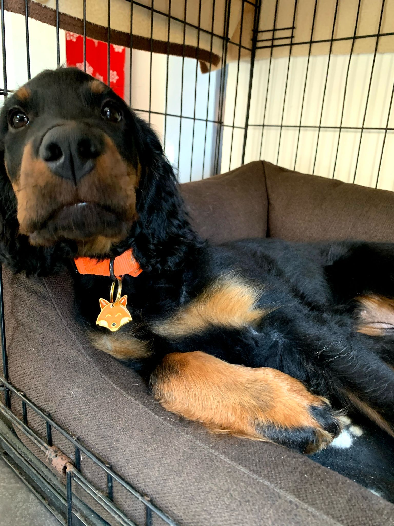 La cage ou la gardienne de ton chien