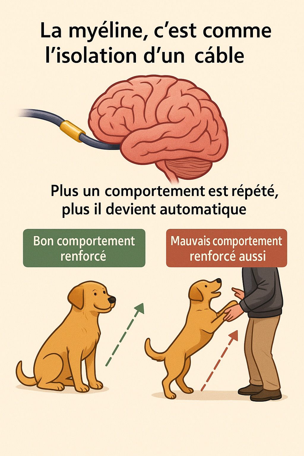 🧠 La myéline et son rôle dans l’entrainement canin